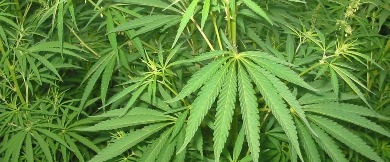 Scoperta piantagione di marijuana a Cesano