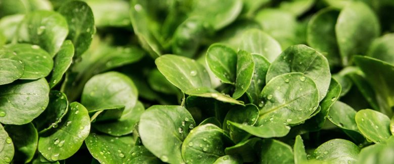 Droga tra l’insalata: catturati due dei responsabili