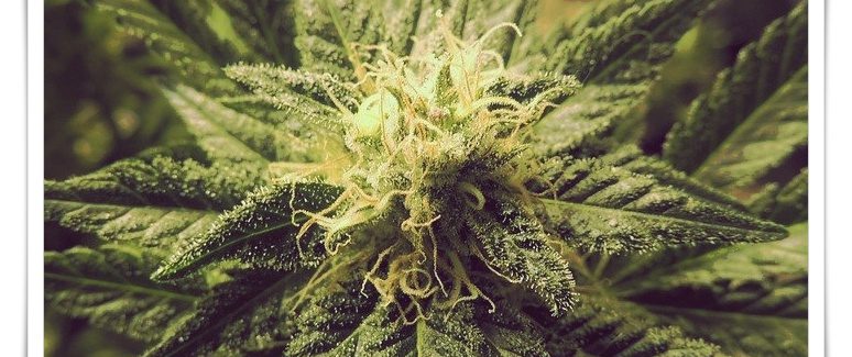Coltivare cannabis in casa è reato?